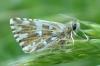 Pyrgus malvoides